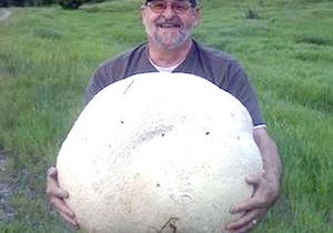 Житель Канади знайшов 26-кілограмовий гриб-дощовик