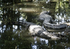 У Китаї поліція конфіскувала у контрабандистів рідкісних крокодилів