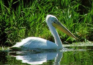 У Донецькій області за одну ніч було знищено єдину в Україні колонію кучерявих пеліканів
