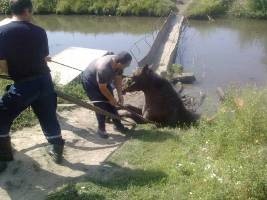 У Хмельницькій області рятувальники витягли з трясовини коня