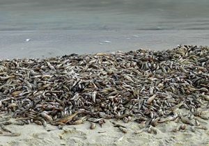 На берег Азовського моря викинуло десятки тонн загиблої риби
