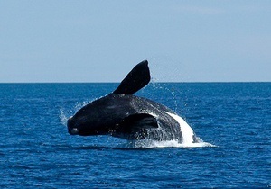 Популяція новозеландських китів скорочується через статевий патріотизм