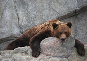 У Київському зоопарку помер уссурійський ведмідь