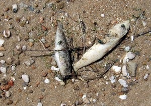 У Запорізькій області в Азовському морі зафіксовано масову загибель риби
