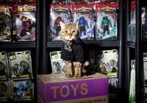 У Британії склад іграшок охороняє кішка