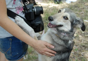 У Києві пройде виставка безпородних собак