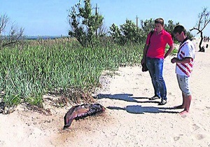 У Чорному морі зафіксовані випадки масової загибелі дельфінів: прокуратура все заперечує