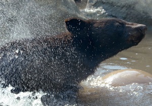 У Каліфорнії ведмідь прийшов викупатися у приватний басейн