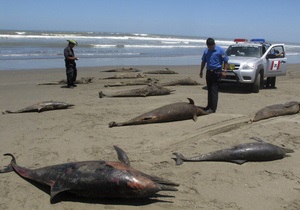 Вчені встановили причини масової загибелі дельфінів у Перу