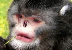 Бірманська кирпата мавпа і паразитична оса стали окремими видами