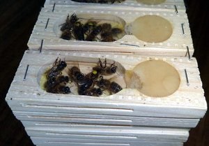 Громадянка Росії намагалася вивезти з України 157 контейнерів з цінними бджолами