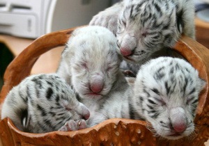 Фотогалерея: Тигрюля стала мамою. Відома в Україні самка тигра-альбіноса привела потомство
