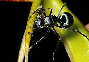 Біологи викрили хижу рослину в співпраці з мурахами
