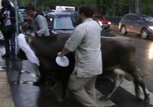 Росіянин привів корову на гуляння опозиції в центрі Москви