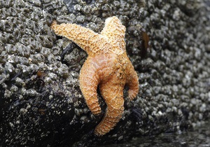 Біологи вивчили рух морських зірок