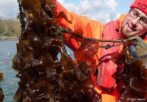Вчені: водорості Балтійського моря допоможуть у боротьбі з раком