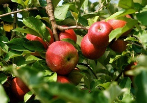 Американські вчені створили детектор стиглості фруктів