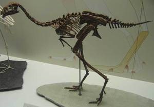 У пернатих динозаврів виявили захворювання суглобів