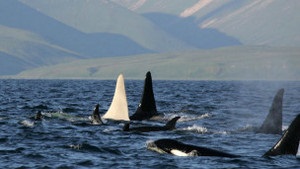 Вчені вперше побачили дорослу білу косатку