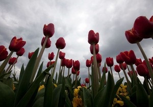 У Києві на Співочому полі пройде виставка тюльпанів