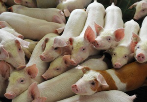 У Сумській області під час пожежі на фермі Лебідь загинули 152 свині і чотири корови