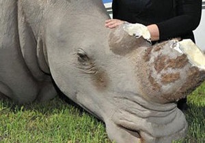 У ПАР модель носорога постраждала від рук мисливця за рогами