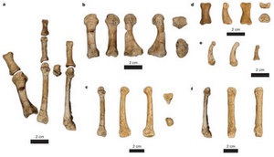 В Ефіопії знайшли останки раніше невідомого виду протолюдей