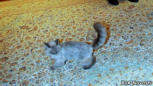 Кіт Медведєва став зіркою інтернету