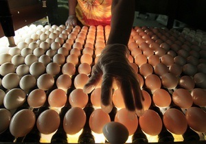 Ъ: Перед Великоднем в ЄС спостерігається дефіцит яєць
