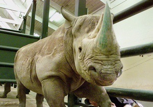 В австралійському зоопарку при нез ясованих обставинах одночасно померли чотири носороги