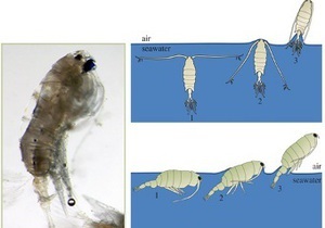 Вчені виявили у планктону здатність літати