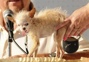 У США померла власниця титулу найпотворнішого собаки в світі