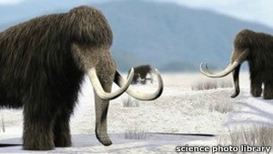 Вчені з Росії та Південної Кореї хочуть клонувати мамонтів