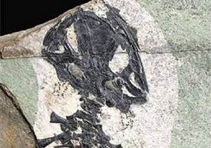 У Китаї знайшли останки найдавнішої саламандри