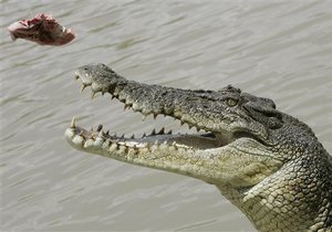 У київському зоопарку помер крокодил