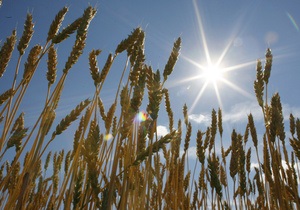 Біологи вивели сорт пшениці, здатний рости на підсоленому ґрунті