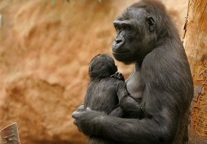 Вчені: Частина геному горили ближча до людини, ніж до шимпанзе