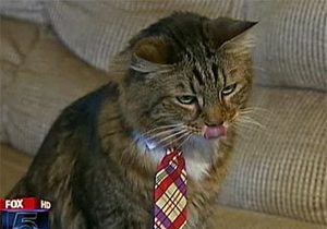 На місце в Сенаті США претендує кіт