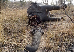 У національному парку Камеруну вбили сотні слонів
