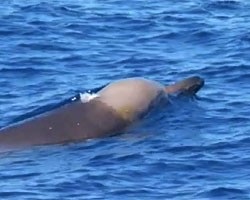 Біля берегів Тасманії виявили найдавнішого у світі кита