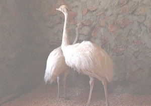 В Україну завезли унікальних страусів