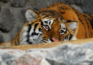 Стали відомі подробиці інциденту в київському зоопарку