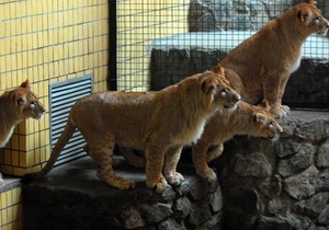 У київському зоопарку лев напав на людину
