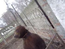 Врятувати ведмедя Потапа: міністр доручив перевірити умови утримання тварини