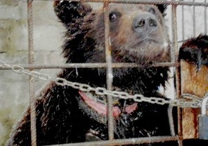 У Луганську господар ведмедя Потапа напав на журналістів