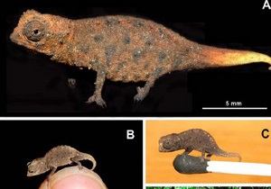 На Мадагаскарі знайшли найменшого хамелеона