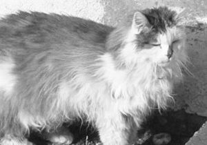 У Швейцарії помилково приспали одного з найстаріших котів у світі