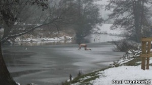 Бі-бі-сі: Чому люди ризикують життям, рятуючи собак?