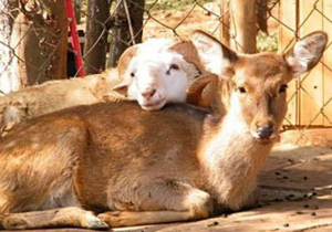 У китайському зоопарку одружать барана й олениху