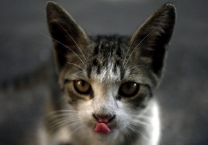 У Тернопільській області пенсіонерку покусали домашні коти